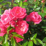 Rosa Pink Fairy